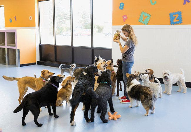 Dogs playing at daycare with trainer