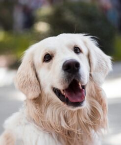 Bath Special + Paw-Pedi